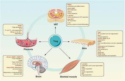 Tissue Tregs and Maintenance of Tissue Homeostasis